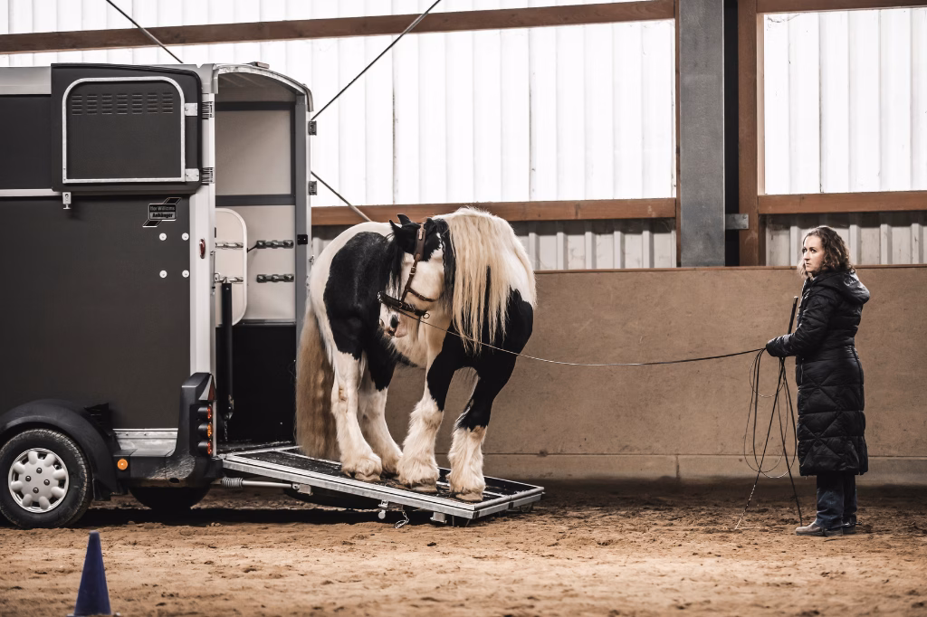 Verladetraining Westerwald 1 Pferd steht ruhig an der geöffneten Rampe eines Pferdeanhängers